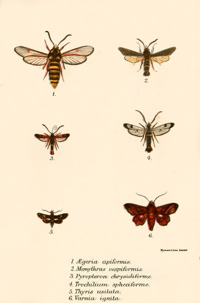 Papillons - English School