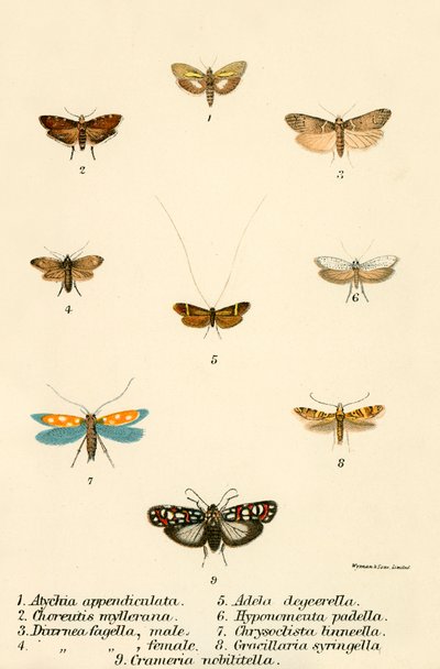 Papillons - English School