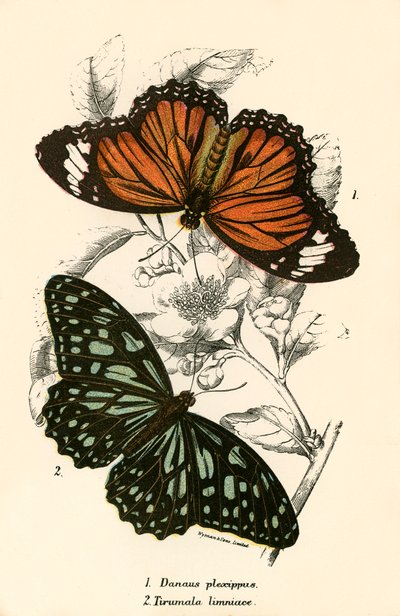 Papillons - English School