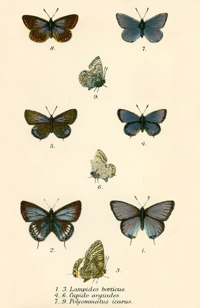 Papillons - English School