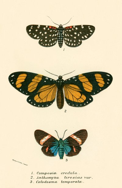 Papillons - English School