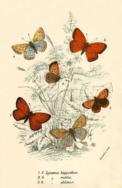 Papillons - English School