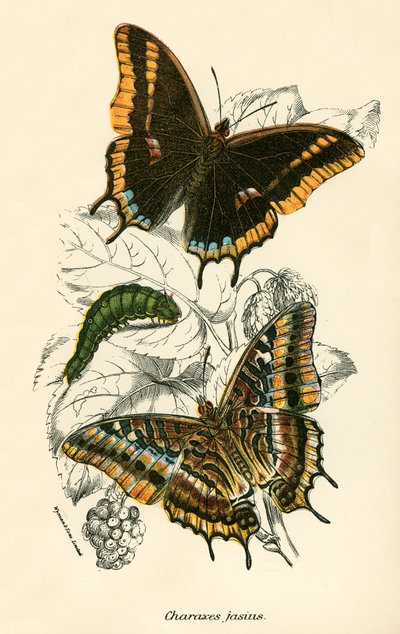 Papillons - English School