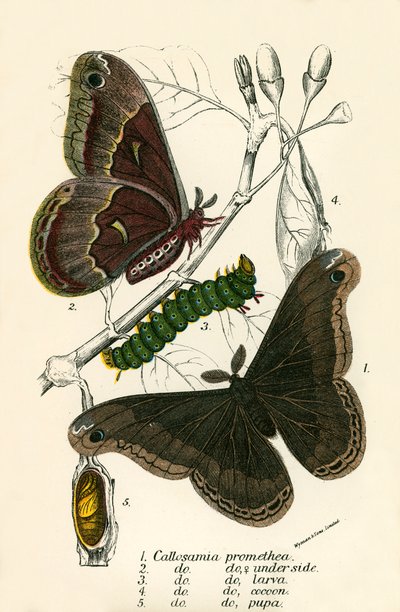Papillons - English School