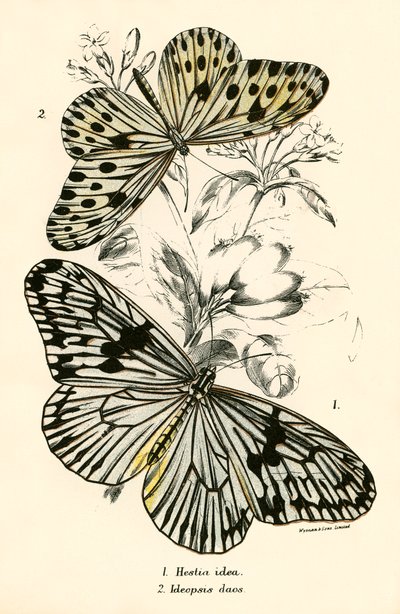 Papillons - English School