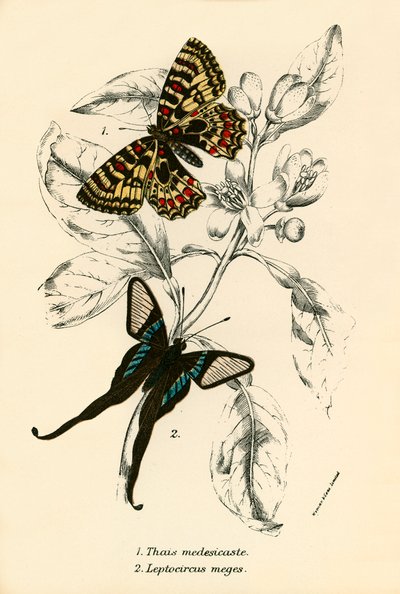 Papillons - English School