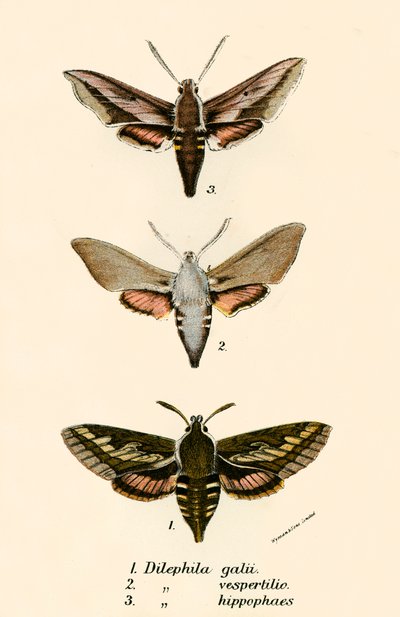 Papillons - English School