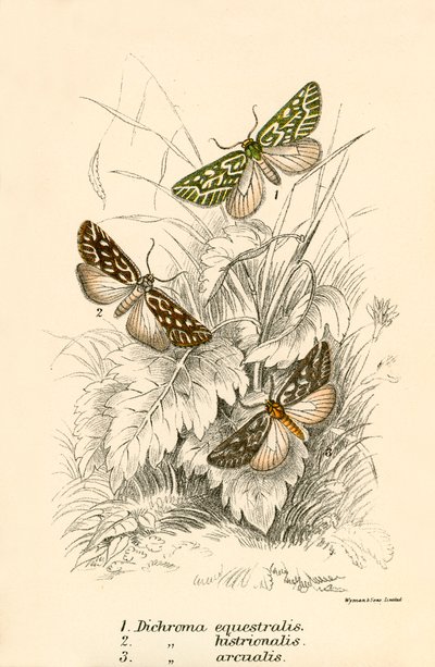 Papillons - English School