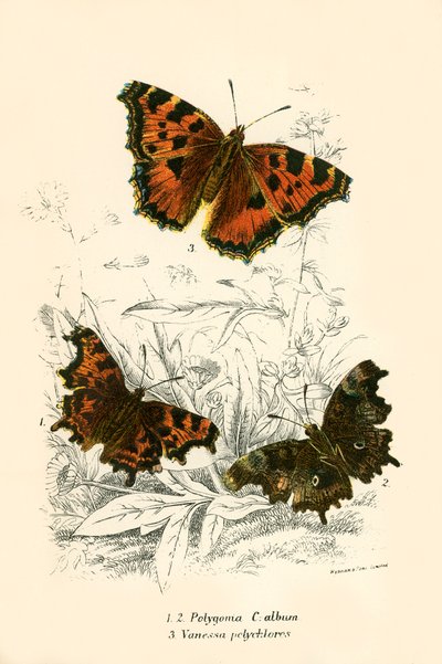 Papillons - English School