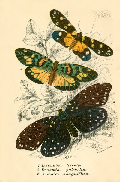 Papillons - English School