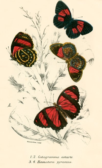 Papillons - English School
