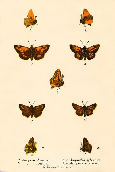 Papillons - English School