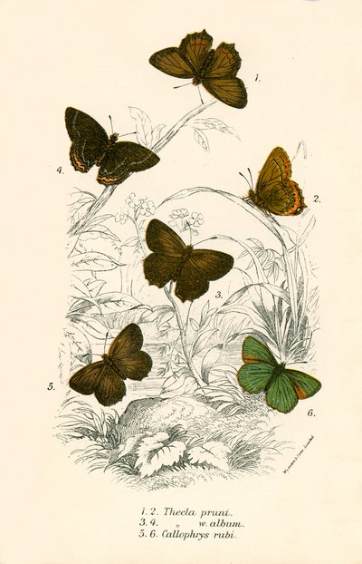 Papillons - English School