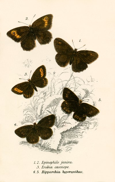 Papillons - English School
