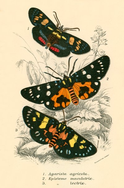 Papillons - English School