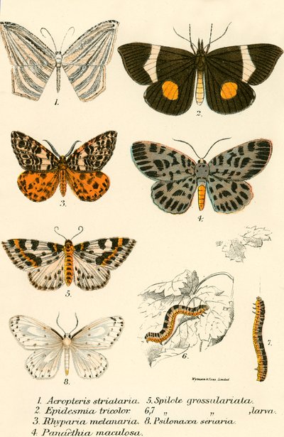 Papillons - English School