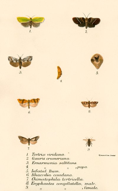 Papillons - English School