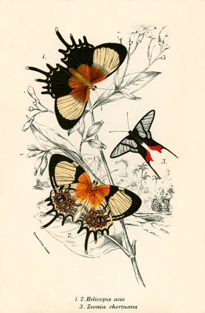 Papillons - English School