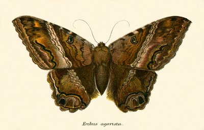 Papillons - English School