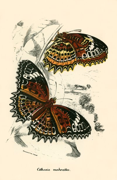Papillons - English School