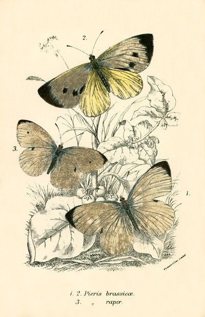 Papillons - English School