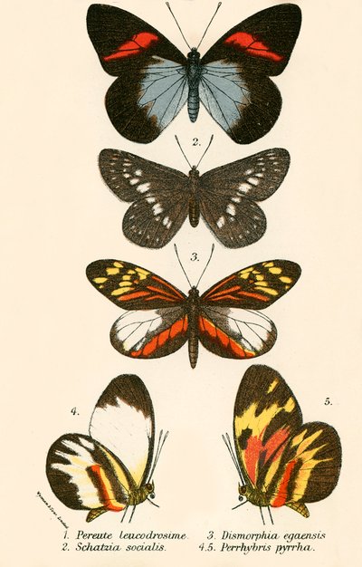 Papillons - English School