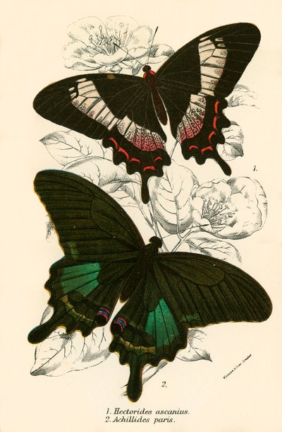 Papillons - English School