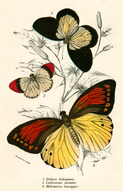 Papillons - English School