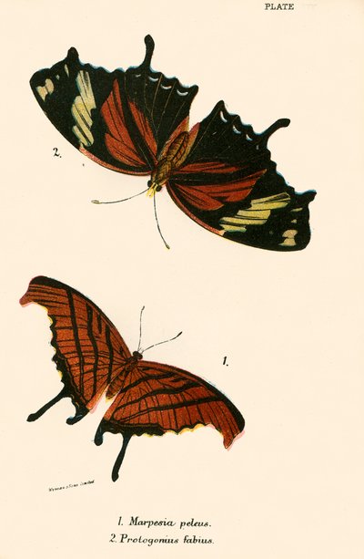 Papillons - English School