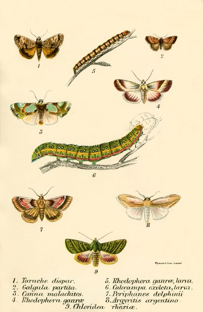 Papillons - English School