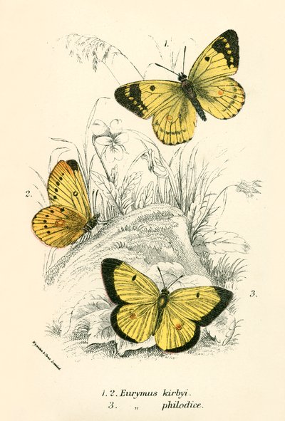 Papillons - English School