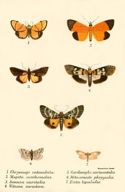 Papillons - English School