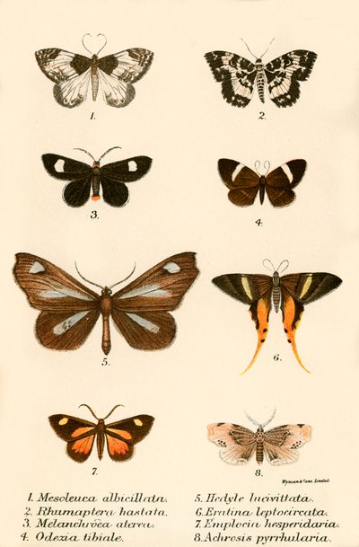 Papillons - English School