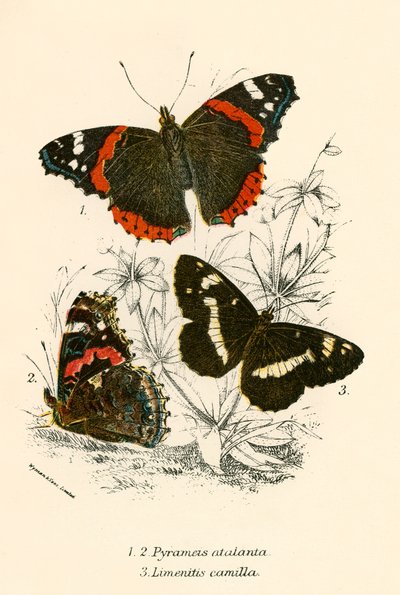 Papillons - English School