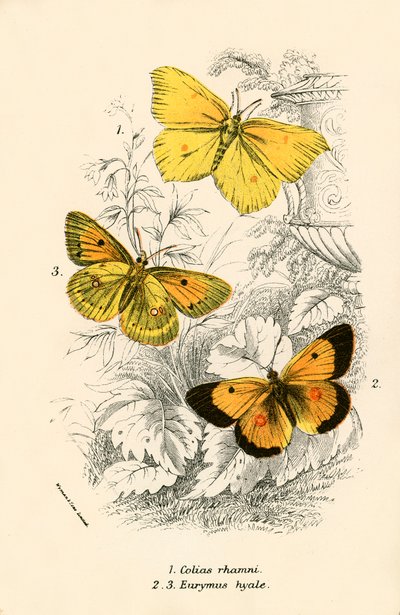 Papillons - English School