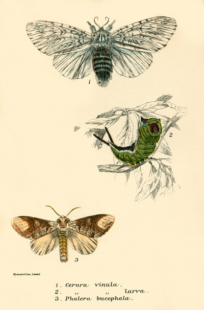 Papillons - English School
