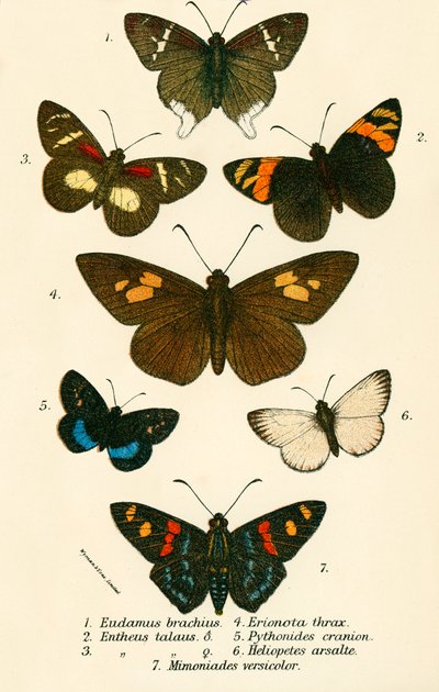 Papillons - English School