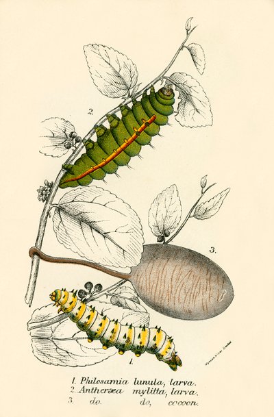 Papillons - English School