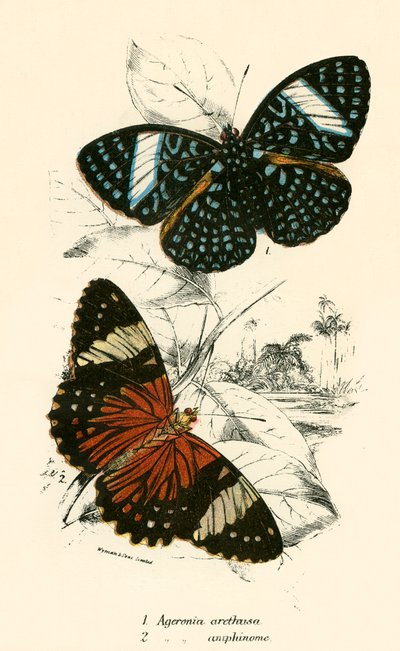 Papillons - English School