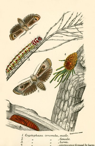 Papillons - English School