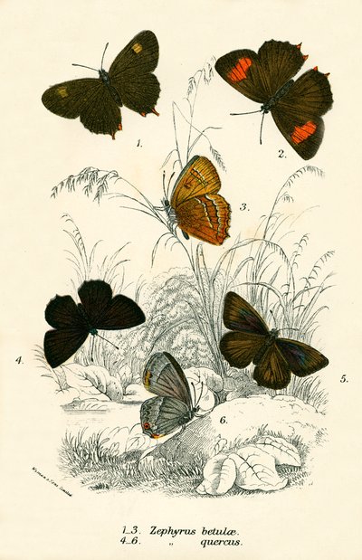 Papillons - English School