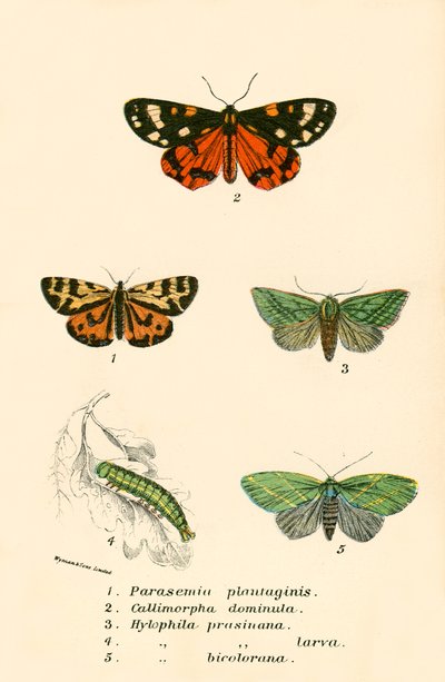 Papillons - English School