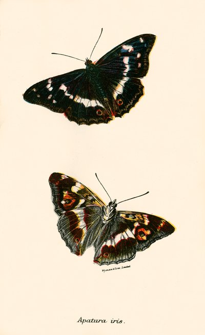 Papillons - English School