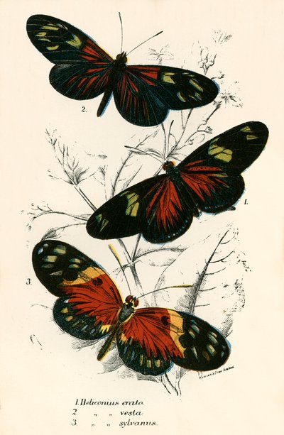 Papillons - English School