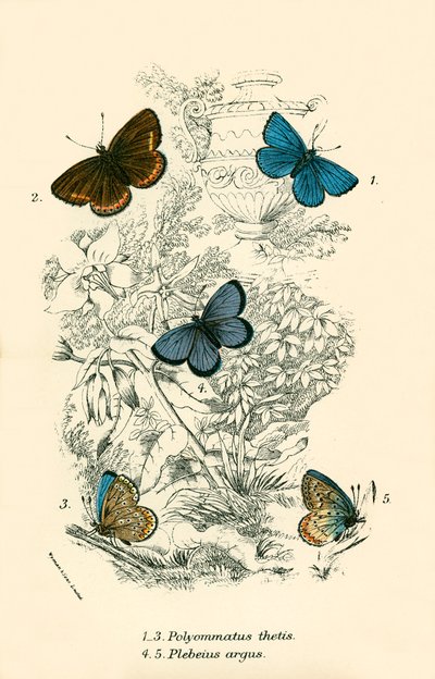 Papillons - English School