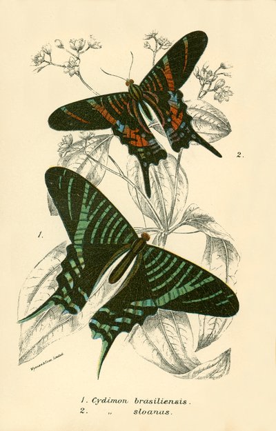 Papillons - English School