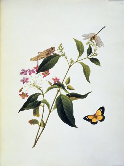 Papillon, sauterelle et libellule sur une plante - English School