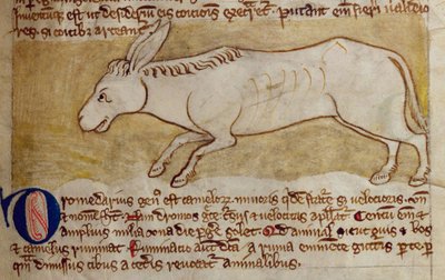 CCA-LitMs/D/10 fol. 10r Âne, du Bestiaire - English School