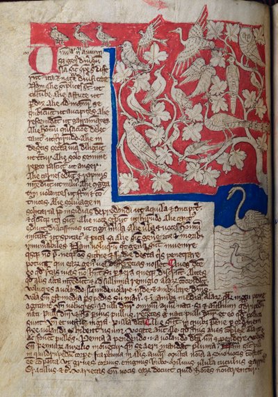 CCA-LitMs/D/10 fol. 12v Oiseaux, du Bestiaire - English School