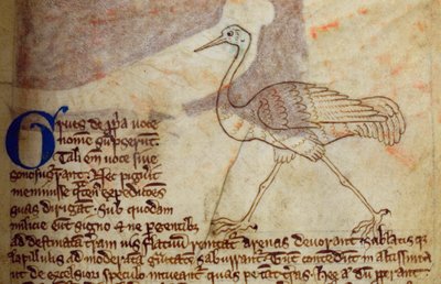 Grue, du Bestiaire - English School
